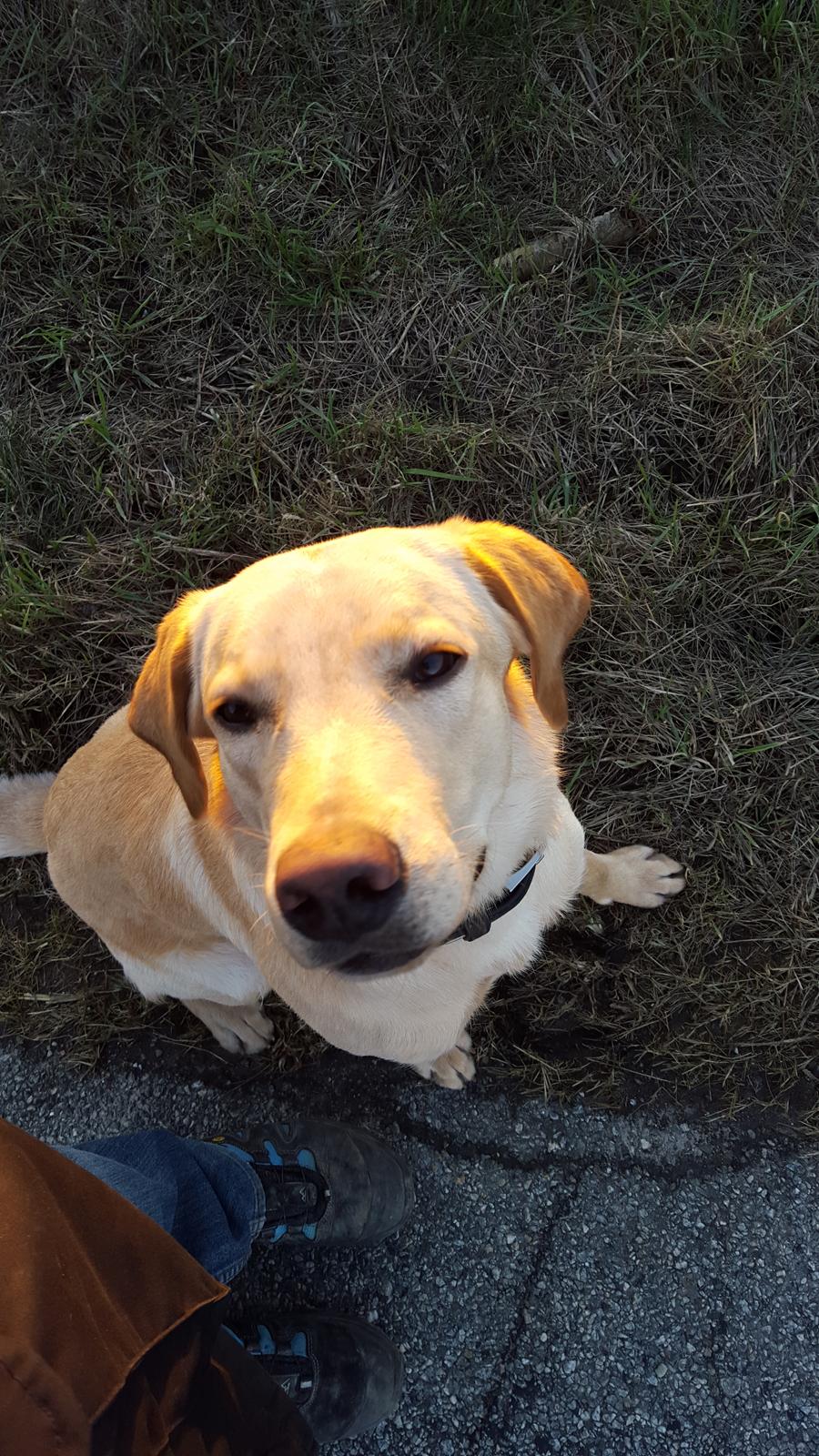 Labrador retriever Hillsbrook Laban billede 32