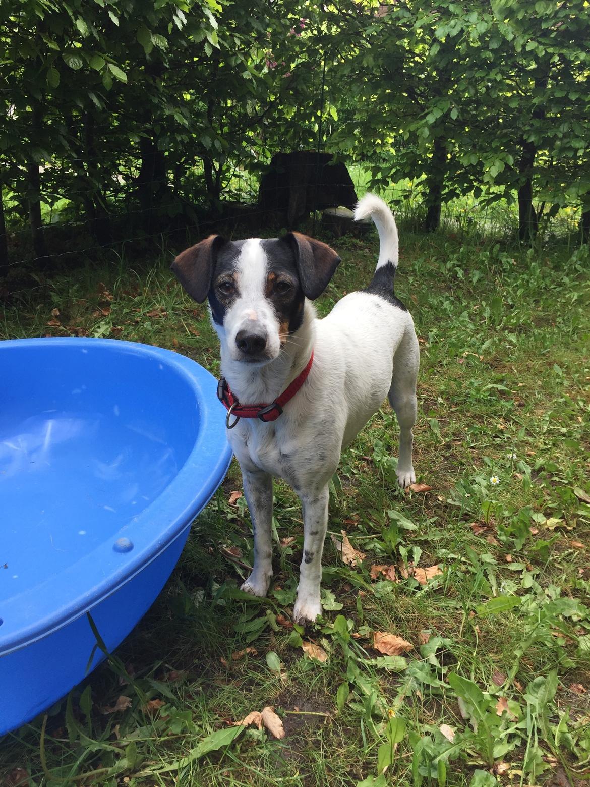 Dansk svensk gaardhund Fanny billede 3