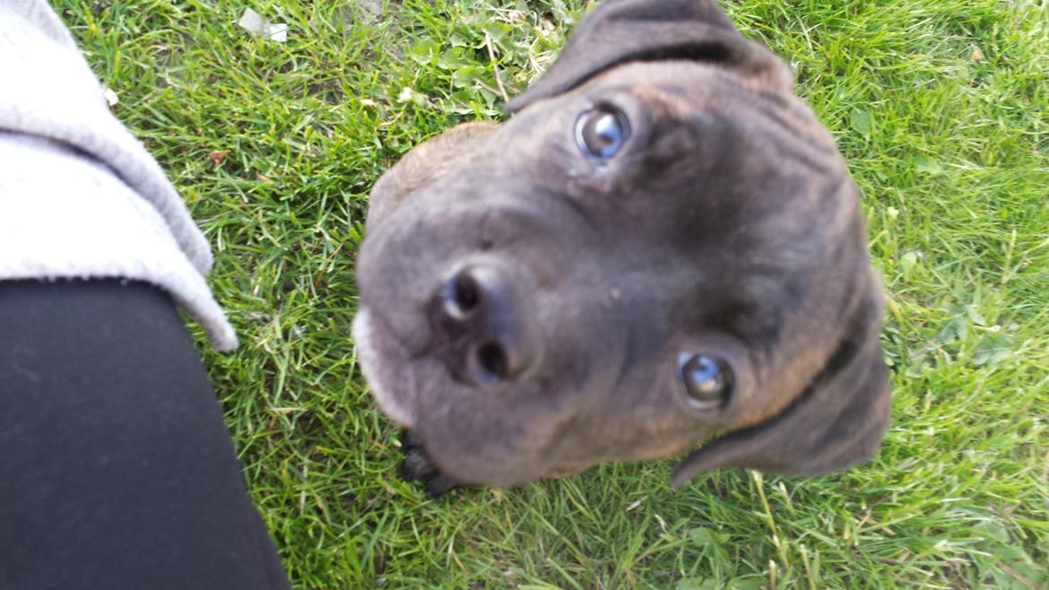 Blanding af racer Mango billede 5