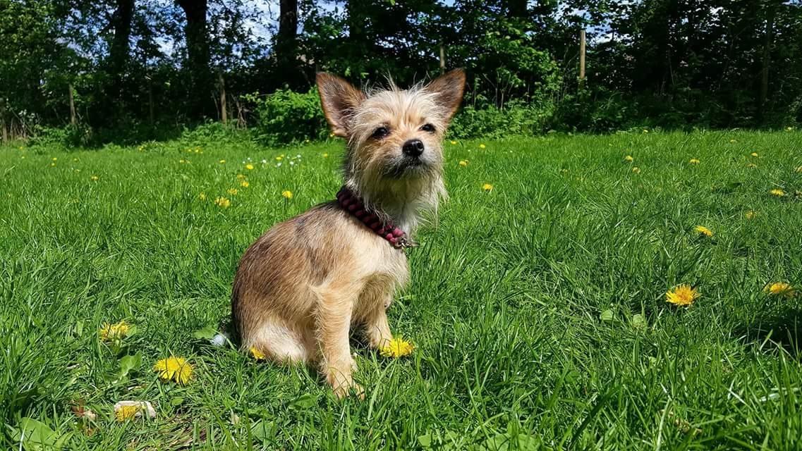 Blanding af racer Casey RIP billede 6