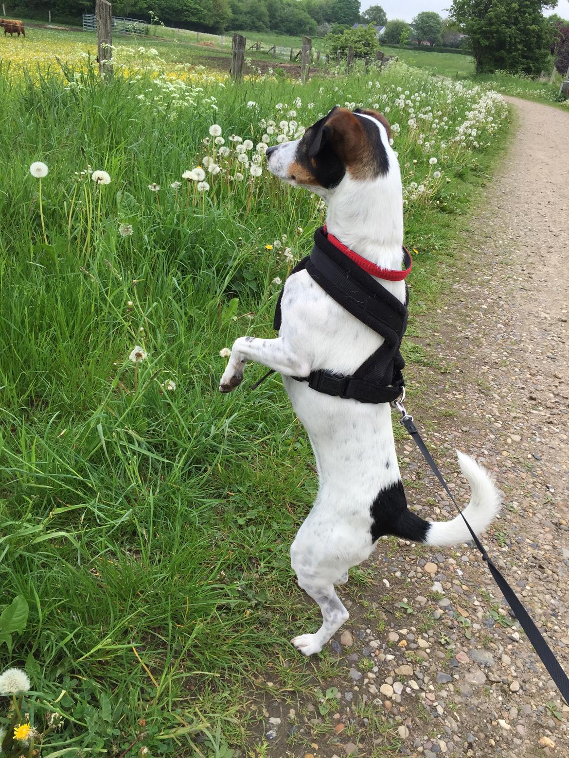 Dansk svensk gaardhund Fanny billede 5