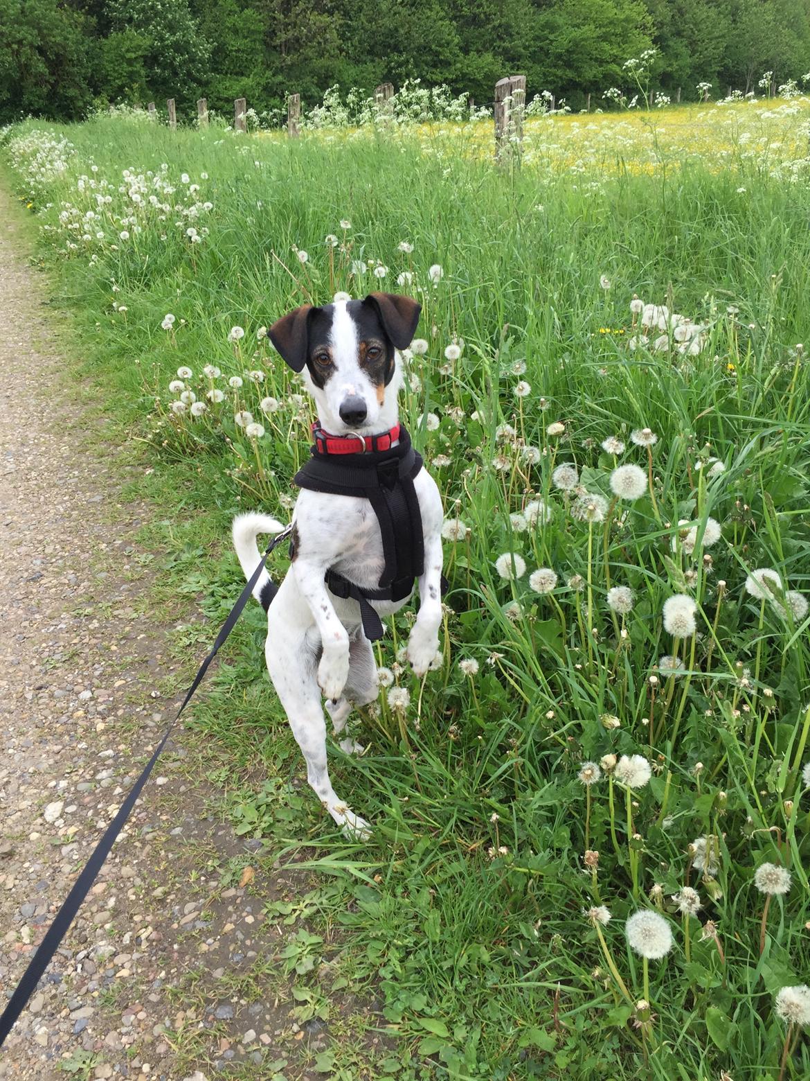 Dansk svensk gaardhund Fanny billede 4