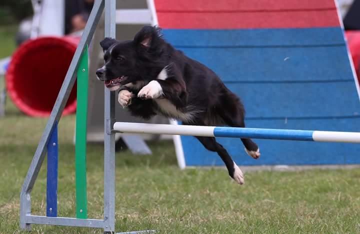 Blanding af racer Superhunden Molly billede 35