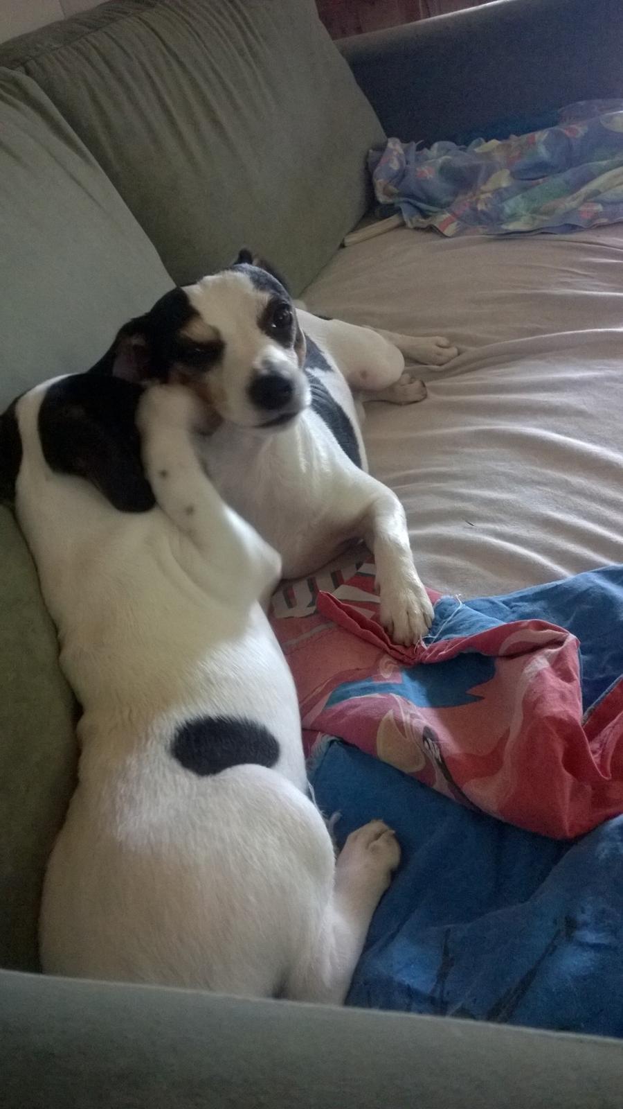 Blanding af racer Marley billede 48