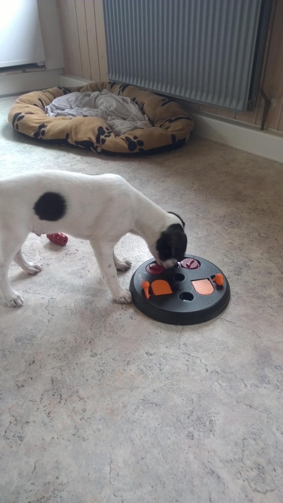 Blanding af racer Marley billede 47