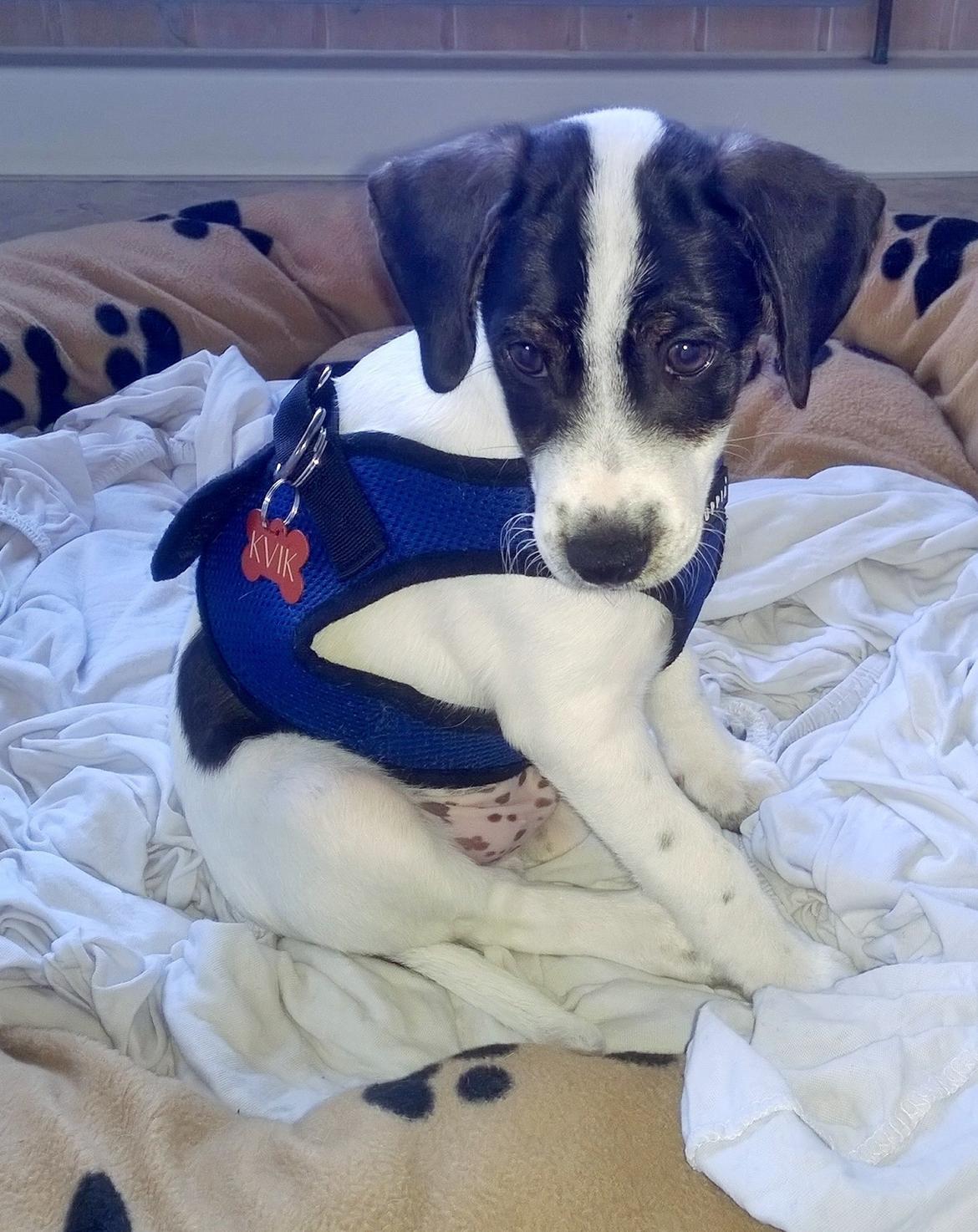 Blanding af racer Marley billede 20