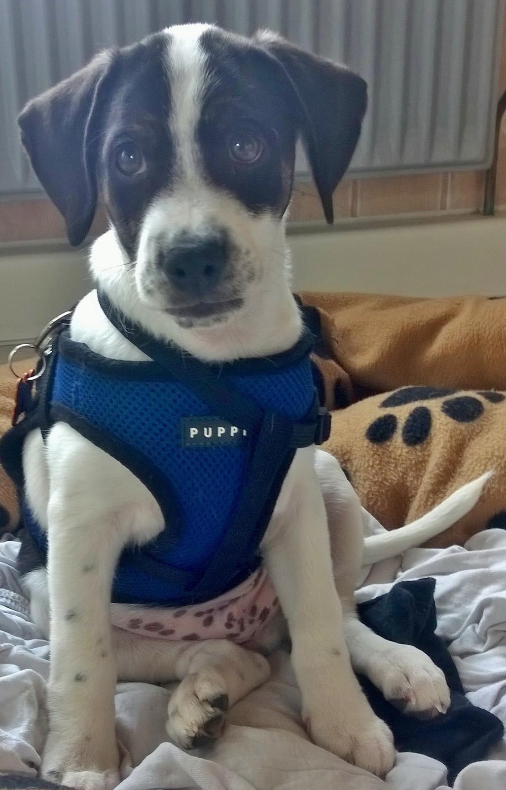 Blanding af racer Marley billede 30