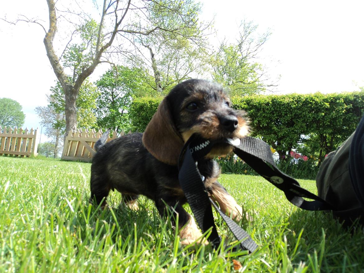 Dværggravhund Agnes. ( Himmelhund ) billede 18