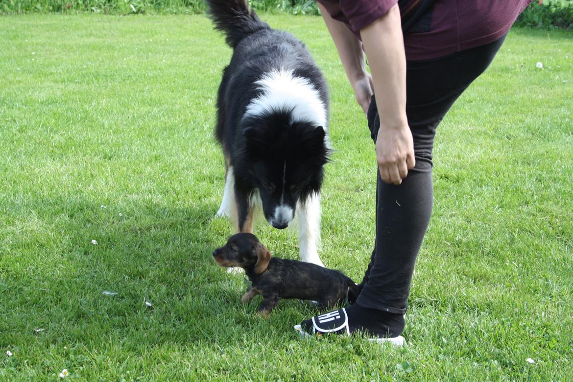 Dværggravhund Agnes. ( Himmelhund ) billede 21