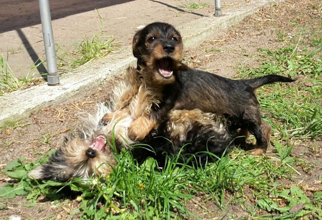 Dværggravhund Agnes. ( Himmelhund ) billede 22