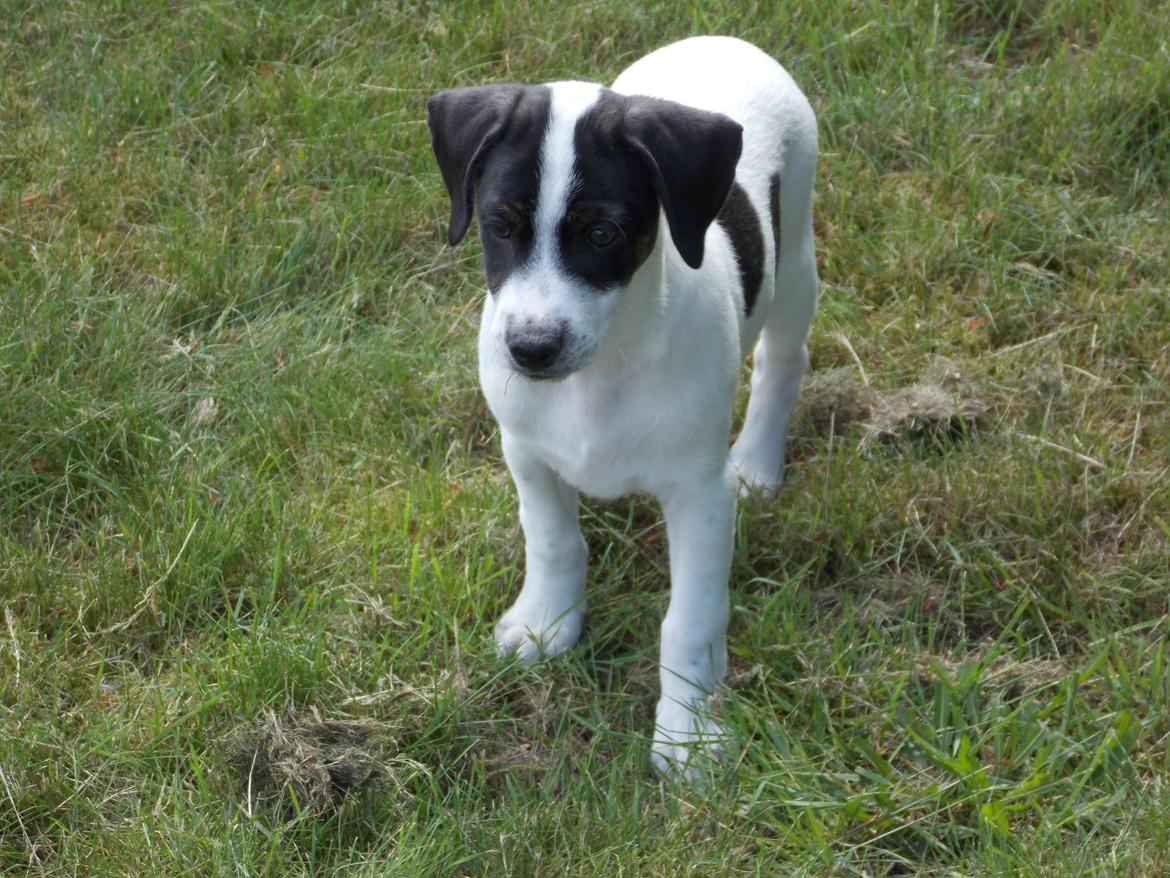 Blanding af racer Marley billede 16