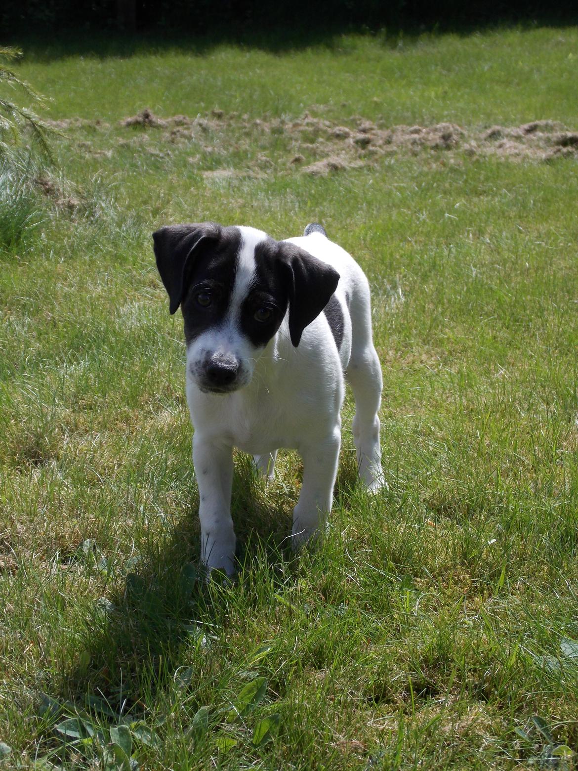 Blanding af racer Marley billede 18