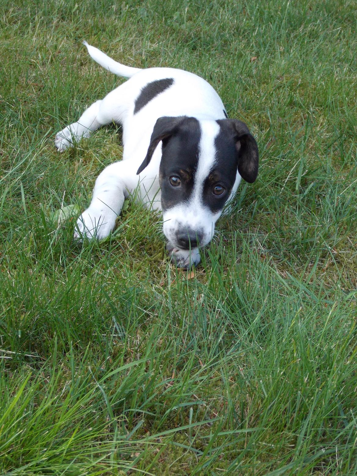 Blanding af racer Marley billede 23