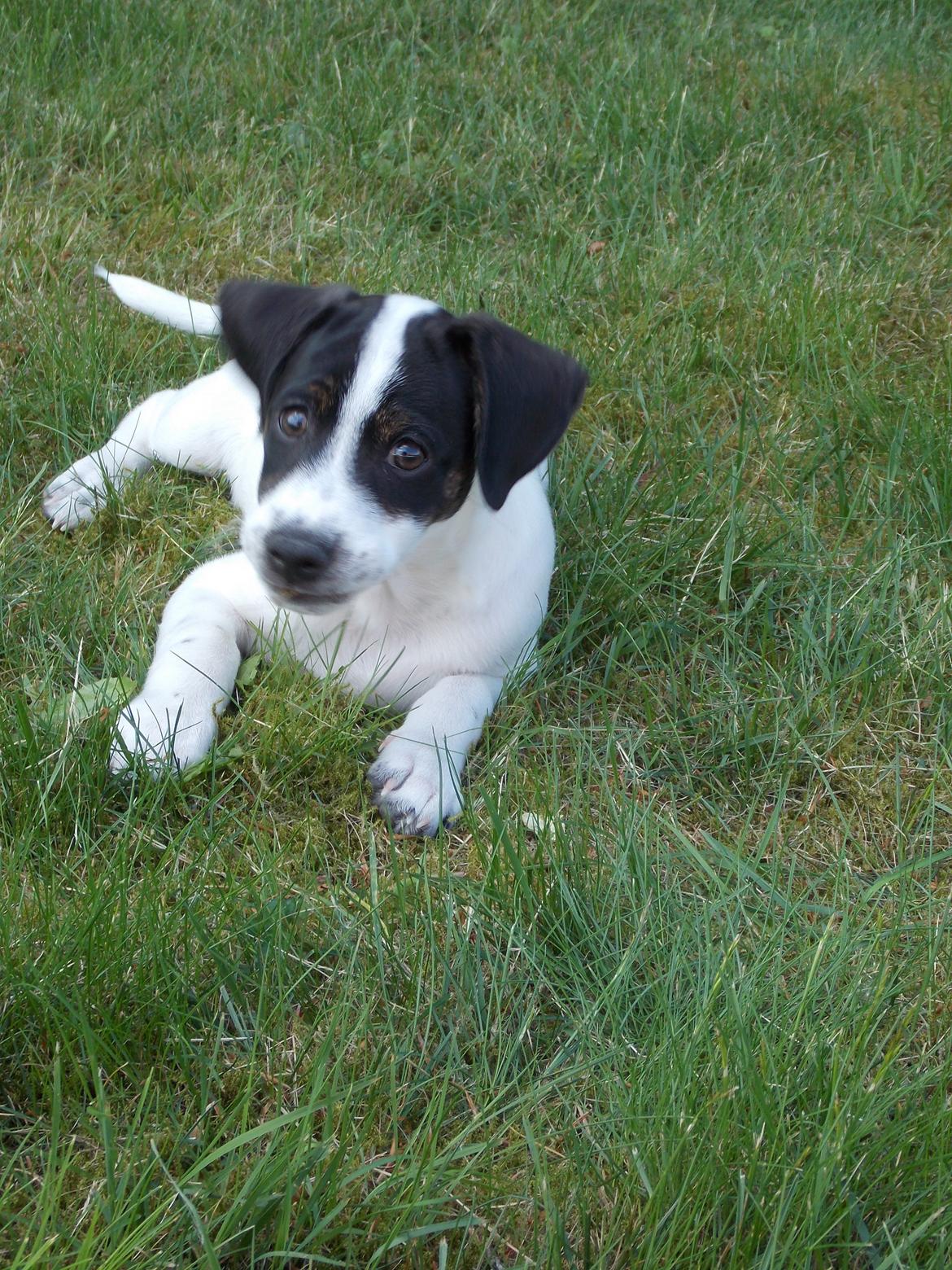 Blanding af racer Marley billede 15