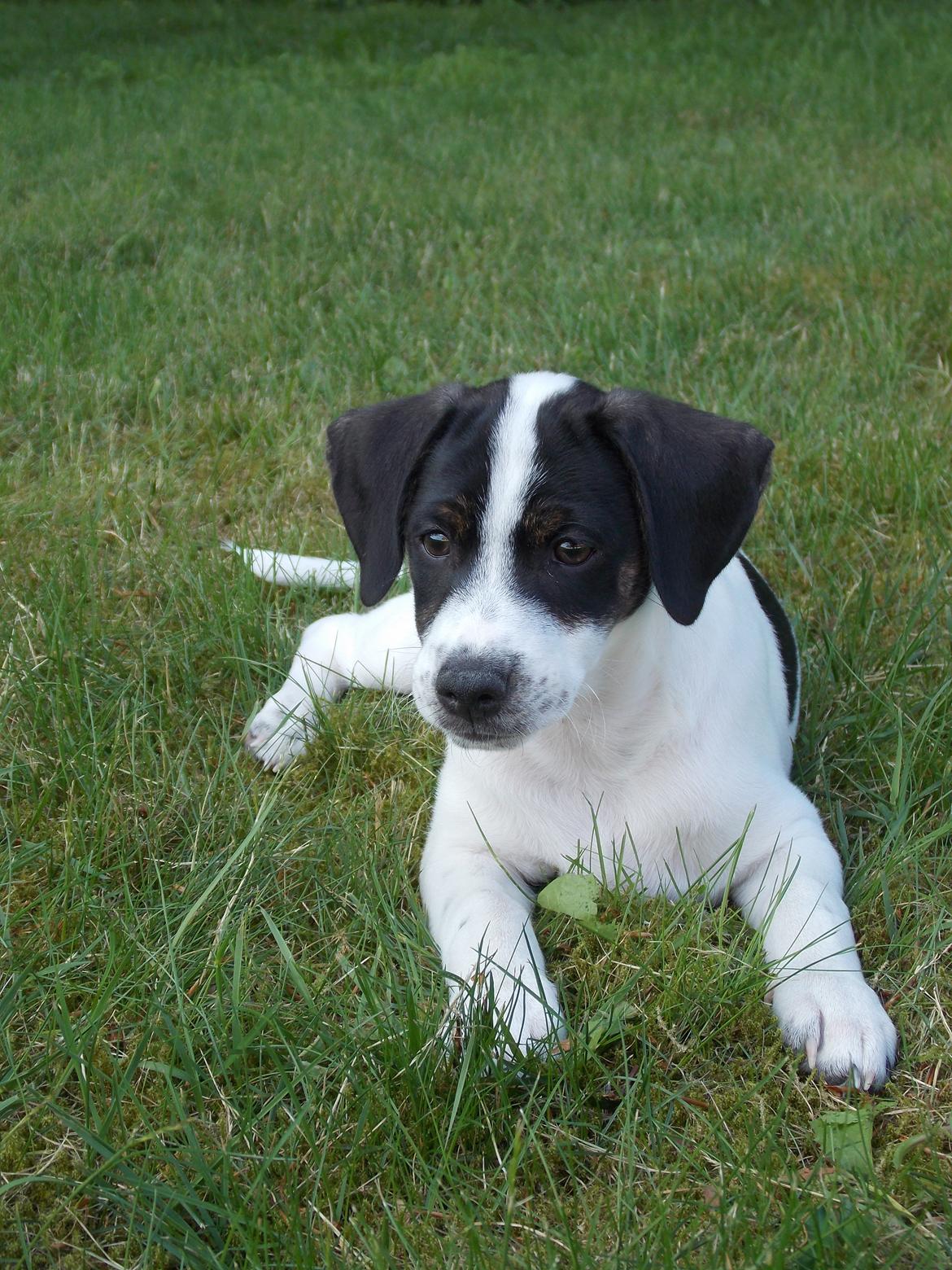 Blanding af racer Marley billede 14