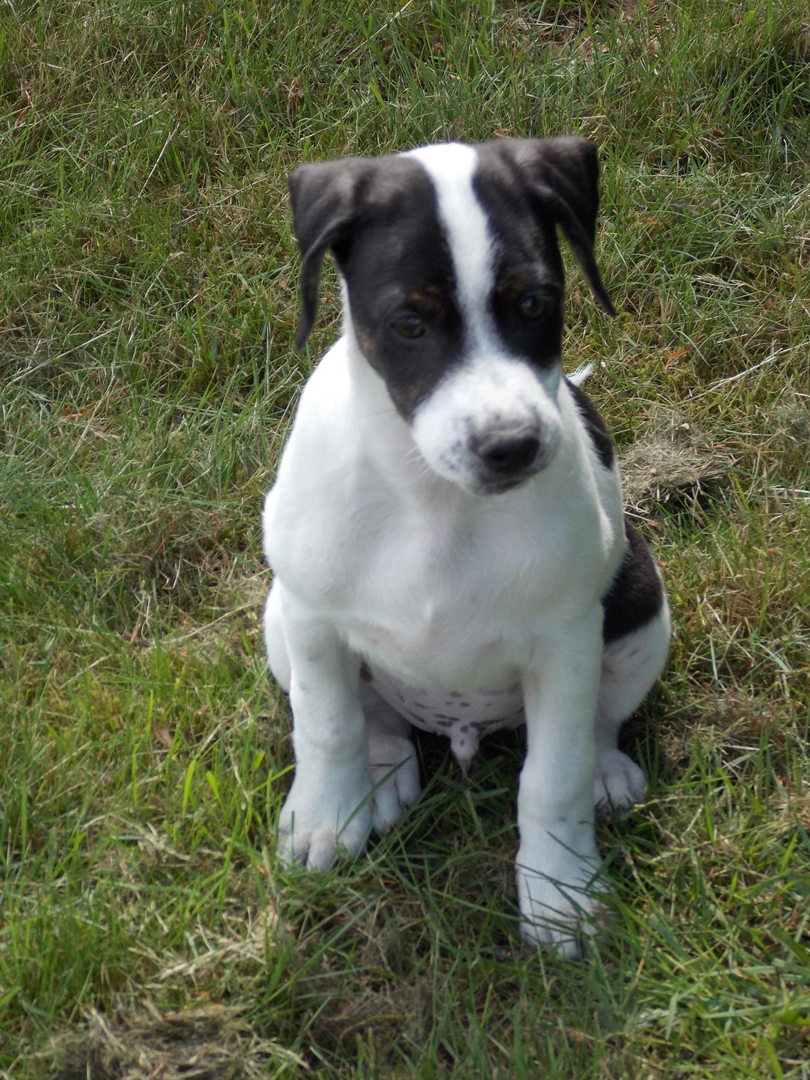 Blanding af racer Marley billede 50