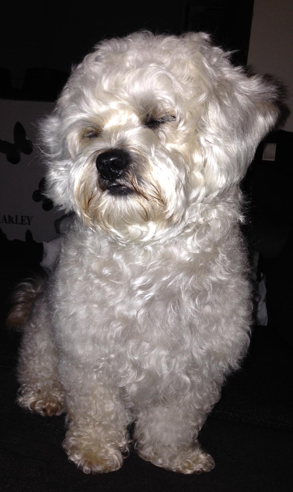 Blanding af racer Kiki  billede 23