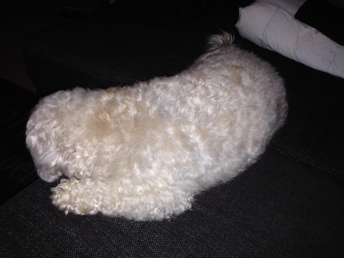 Blanding af racer Kiki  billede 25