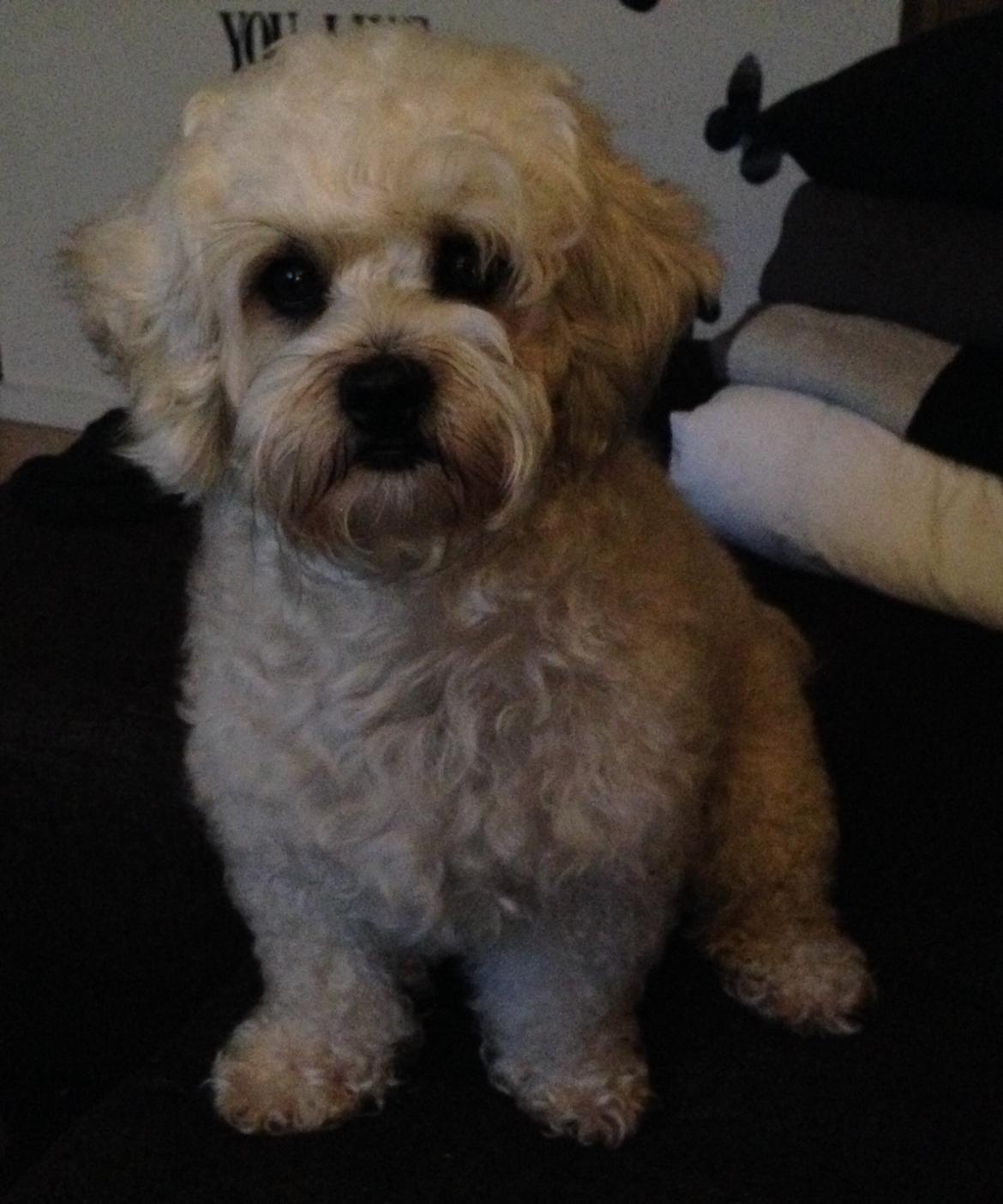 Blanding af racer Kiki  billede 24