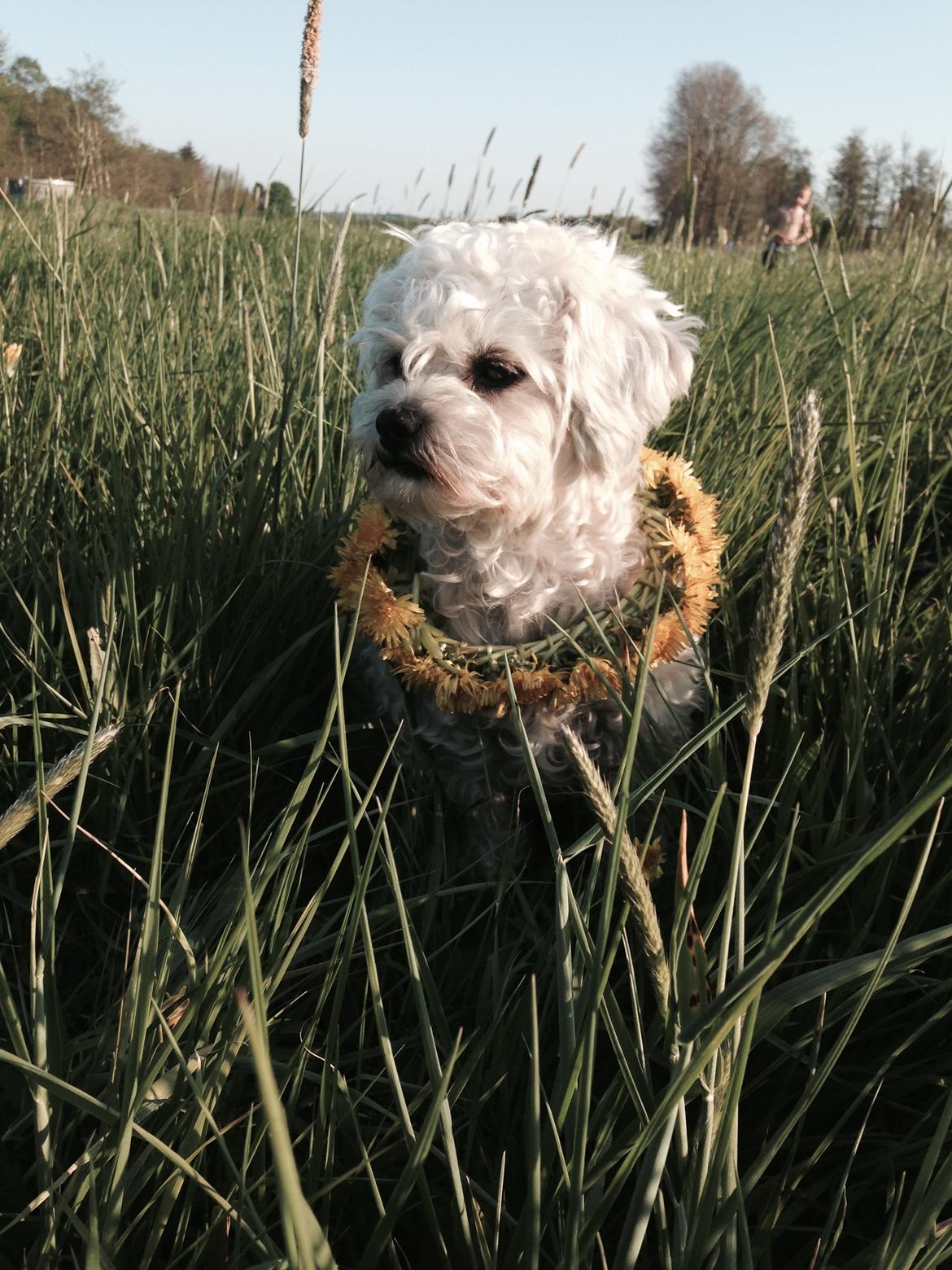 Blanding af racer Kiki  billede 28