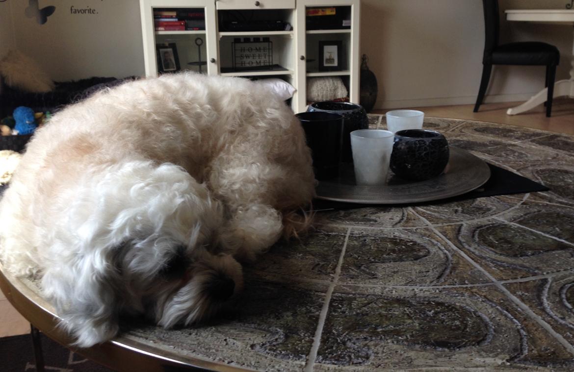 Blanding af racer Kiki  billede 30