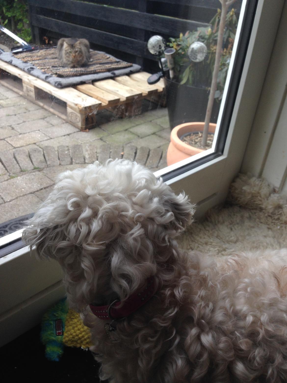 Blanding af racer Kiki  billede 29