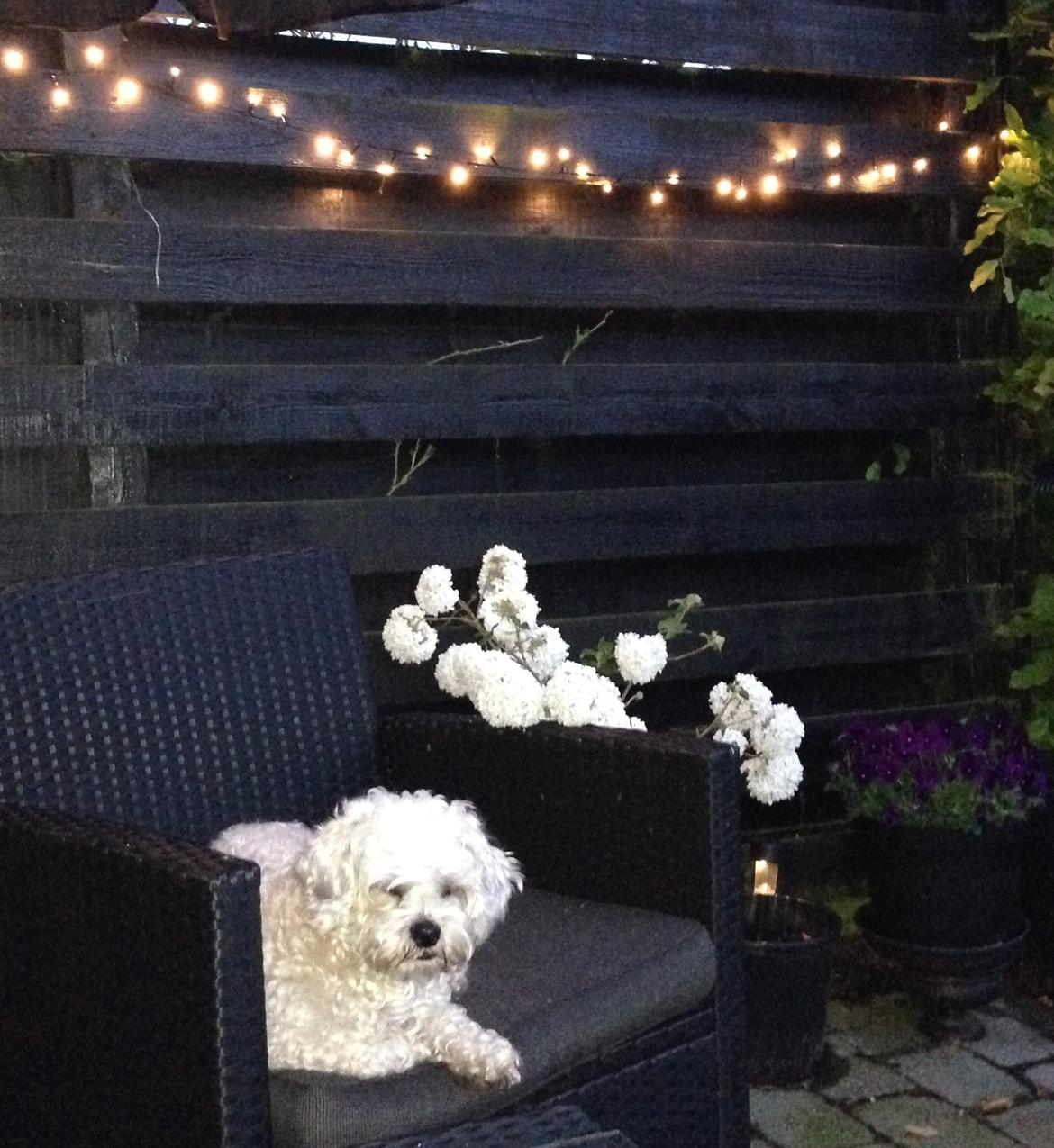 Blanding af racer Kiki  billede 32