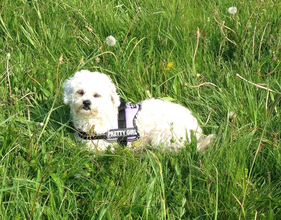 Blanding af racer Kiki  billede 31