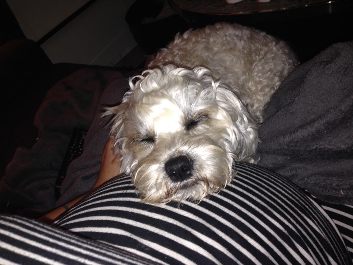 Blanding af racer Kiki  billede 33