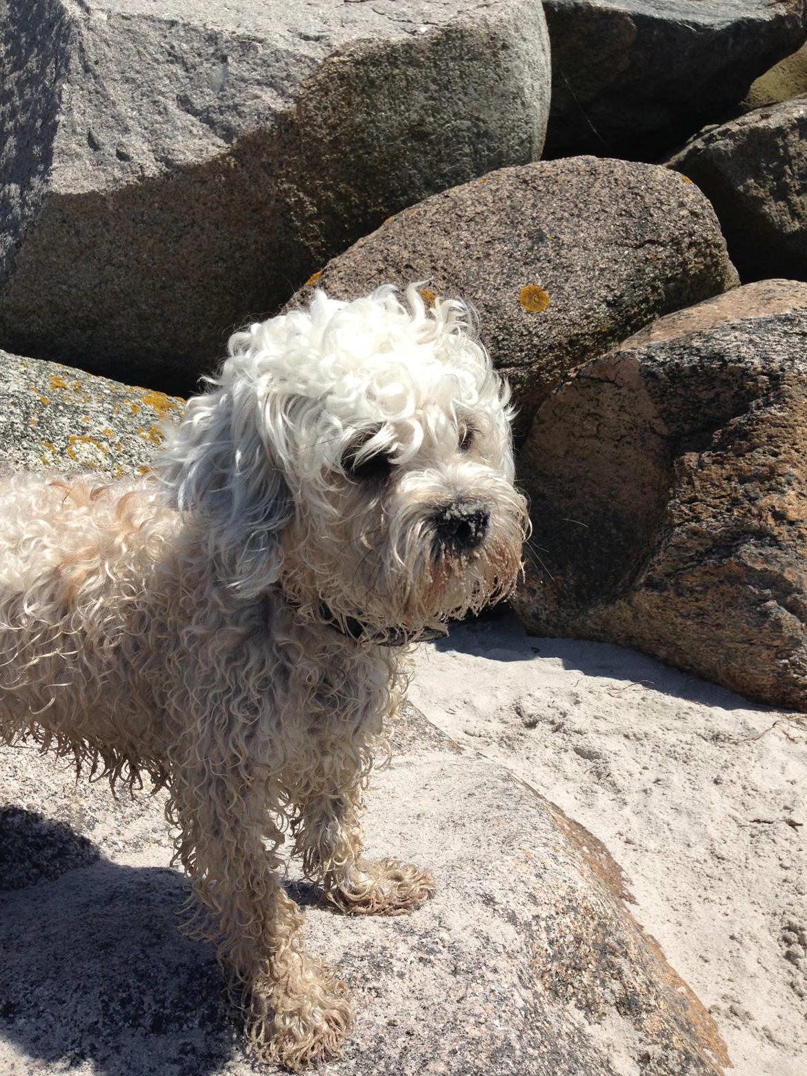 Blanding af racer Kiki  billede 34