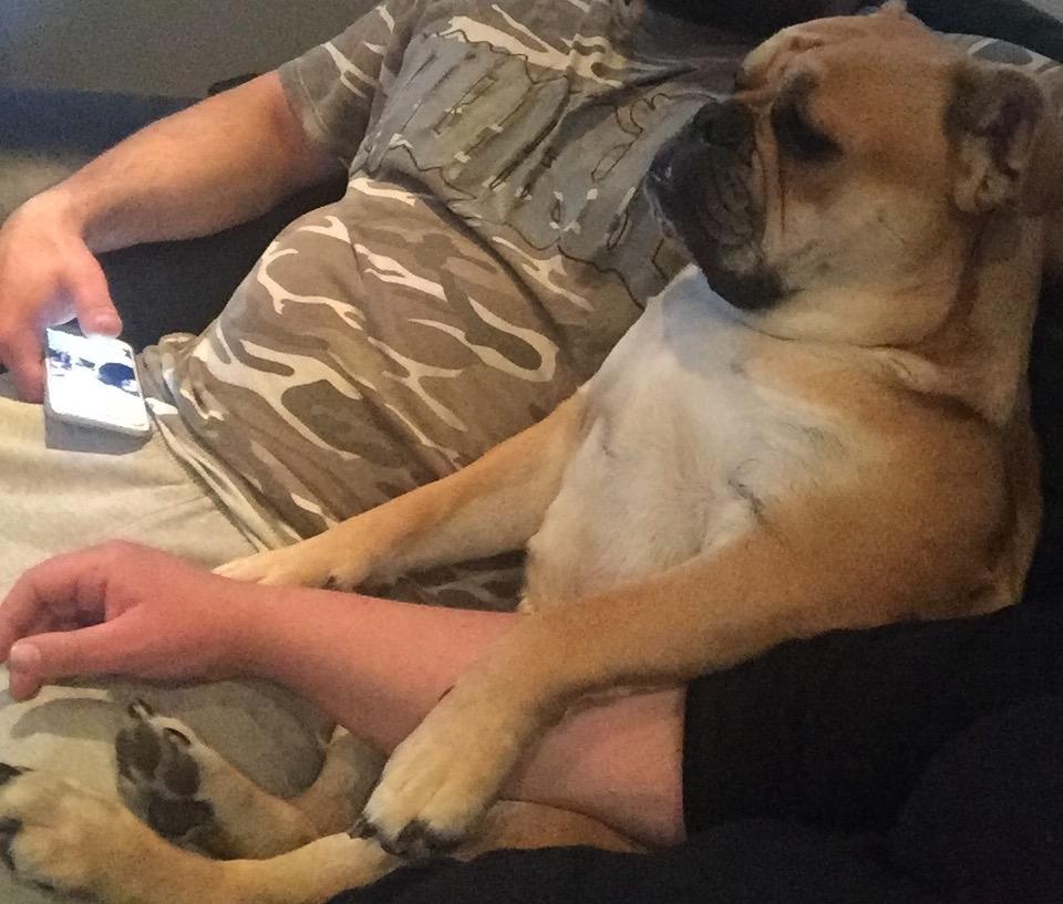 Olde english bulldogge Bulltok´s YOGI  - Chiller billede 8