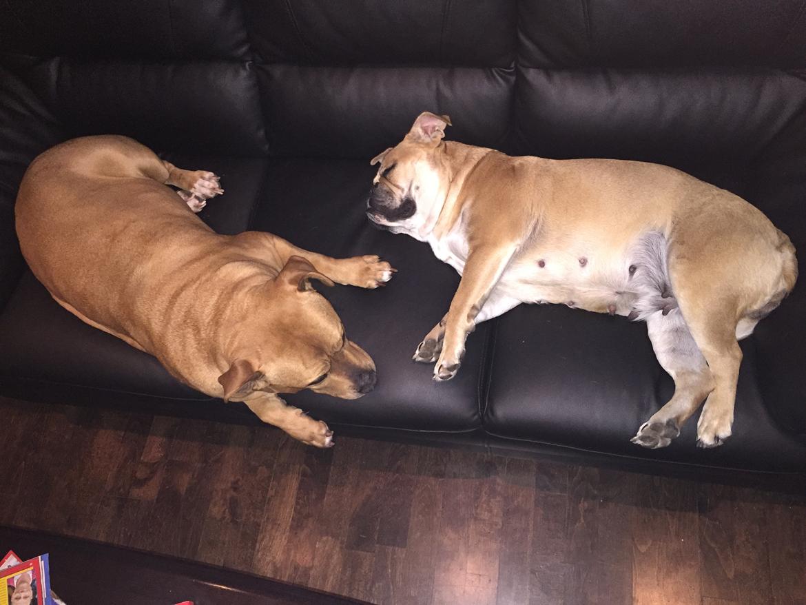 Olde english bulldogge Bulltok´s YOGI  - Balder er ikke helt tryg ved situationen 😆 billede 9