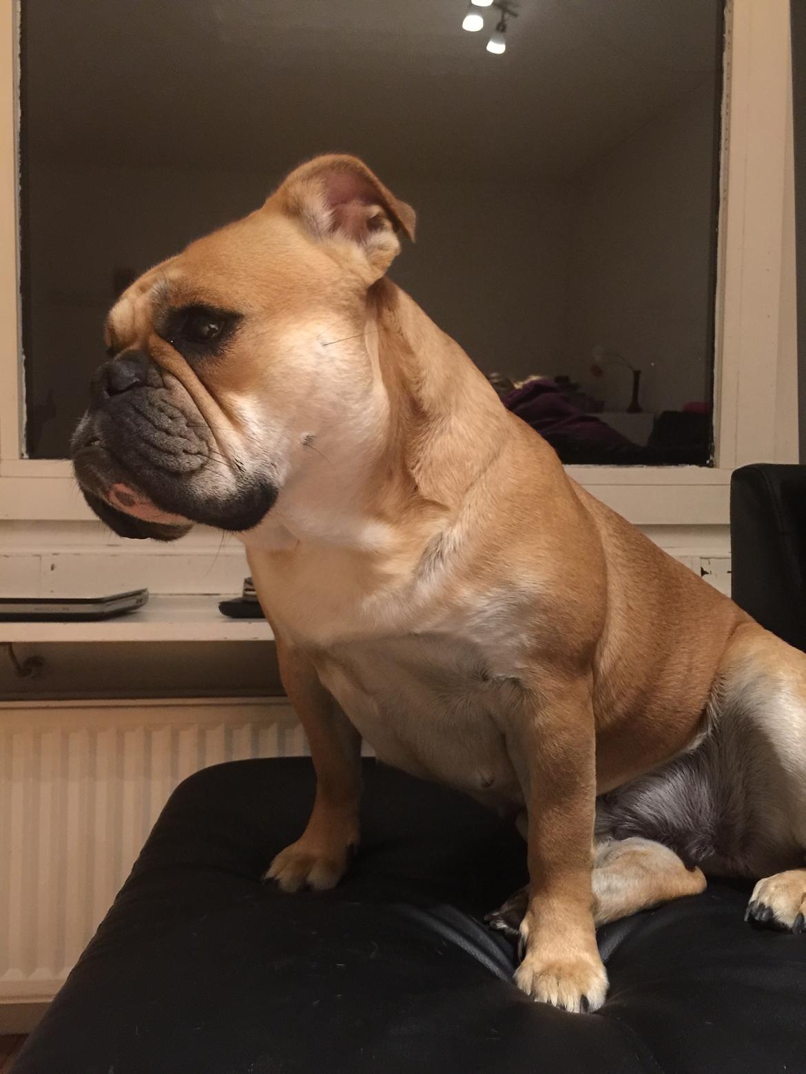 Olde english bulldogge Bulltok´s YOGI  billede 10