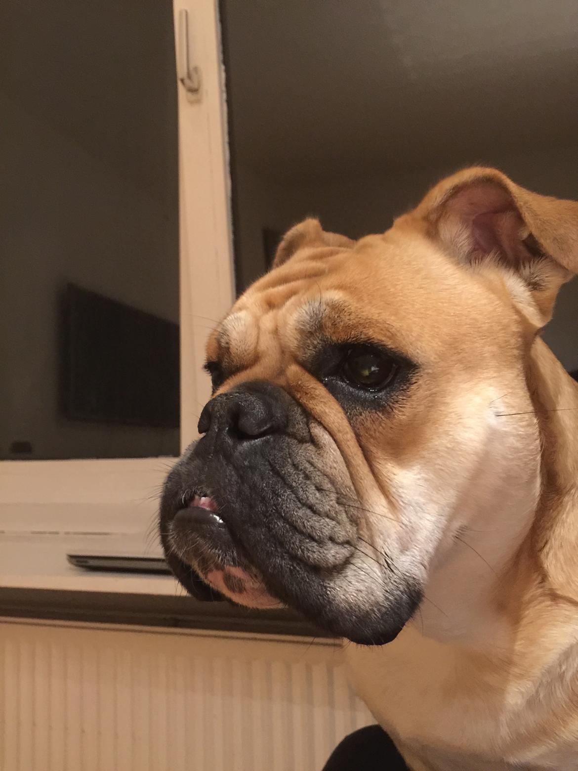 Olde english bulldogge Bulltok´s YOGI  billede 11