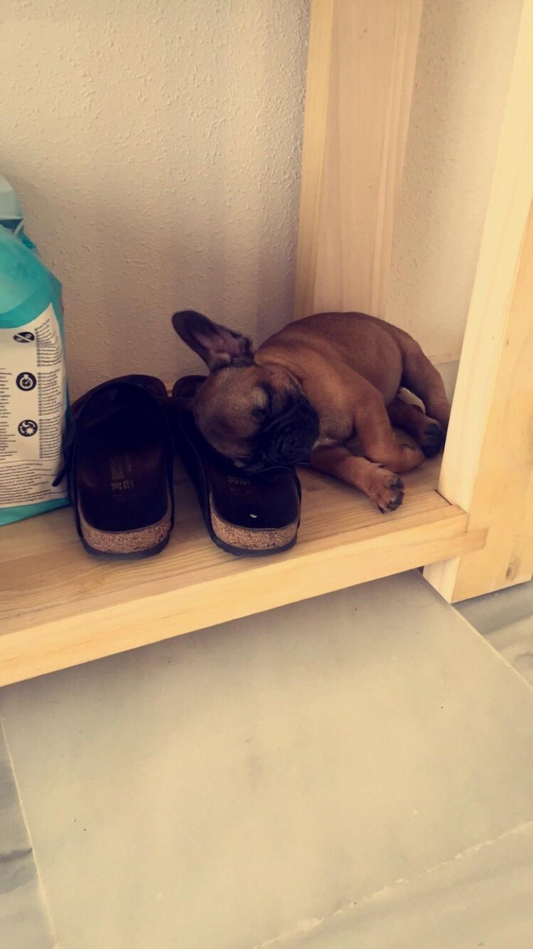 Fransk bulldog Bertha billede 2