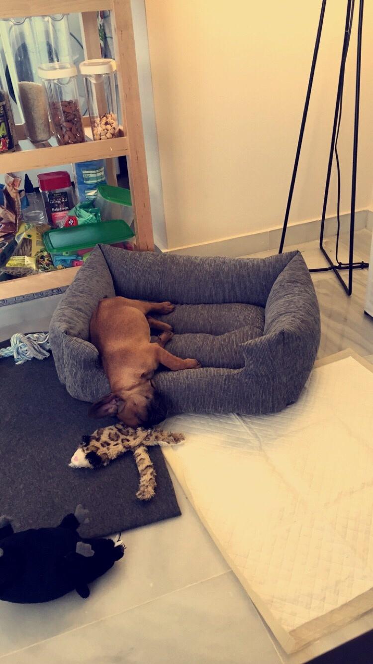 Fransk bulldog Bertha billede 5