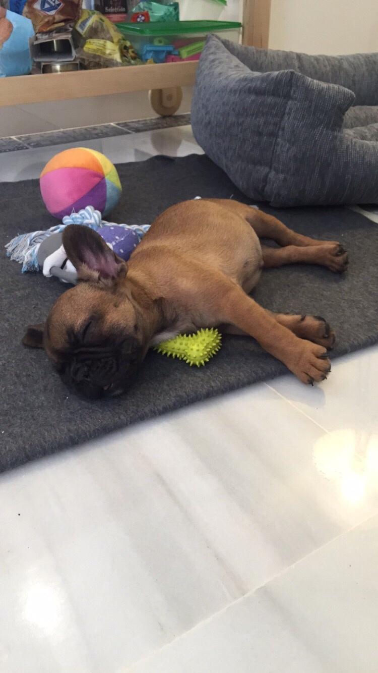 Fransk bulldog Bertha billede 6