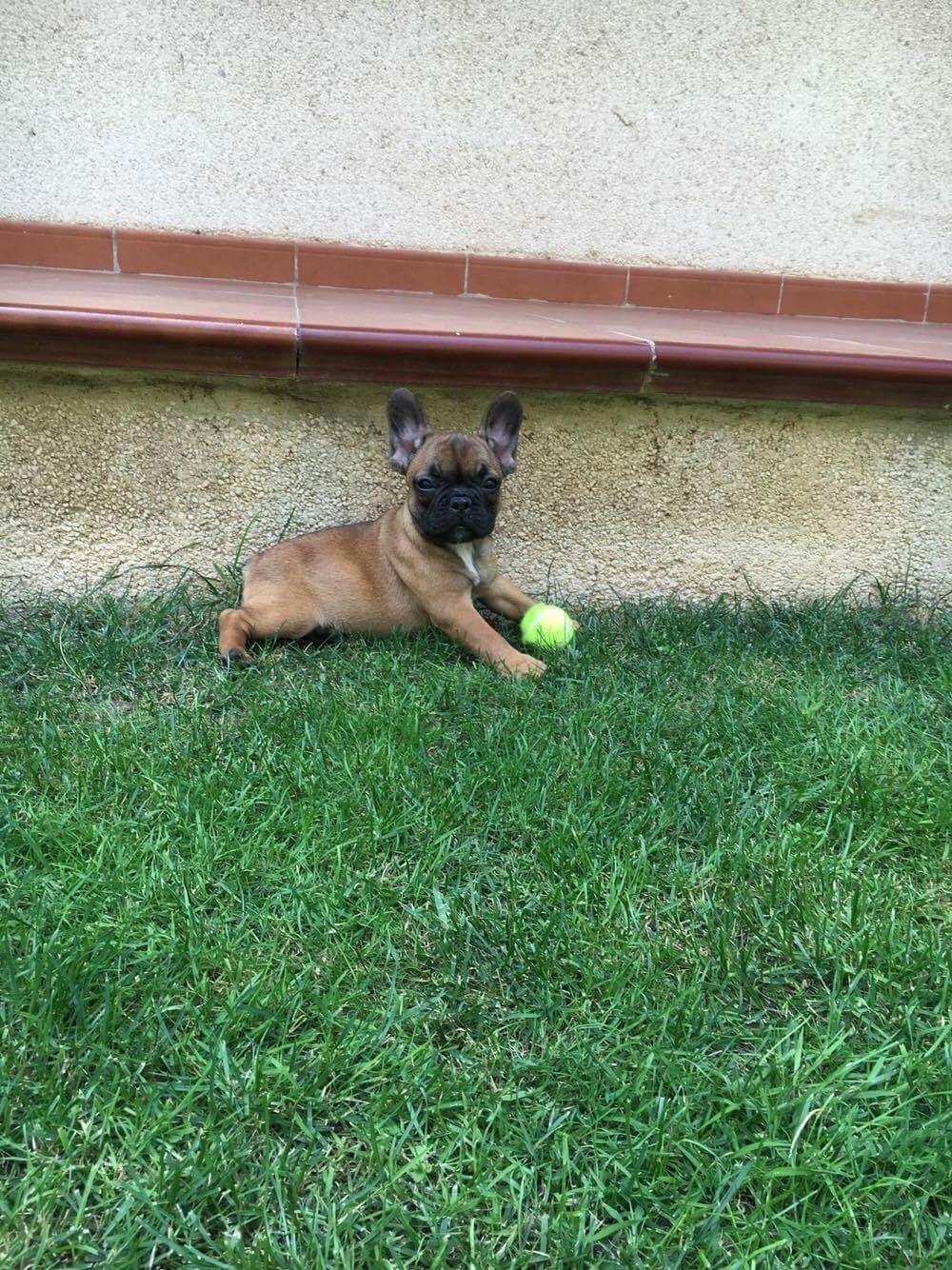 Fransk bulldog Bertha billede 8