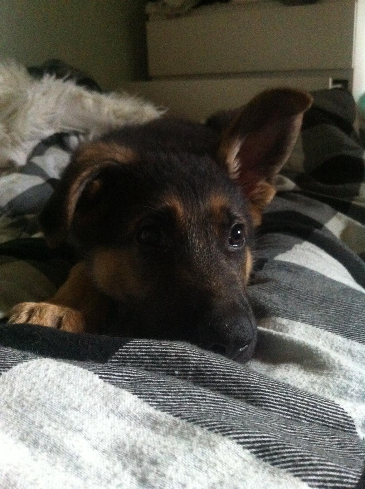 Schæferhund Milo billede 23