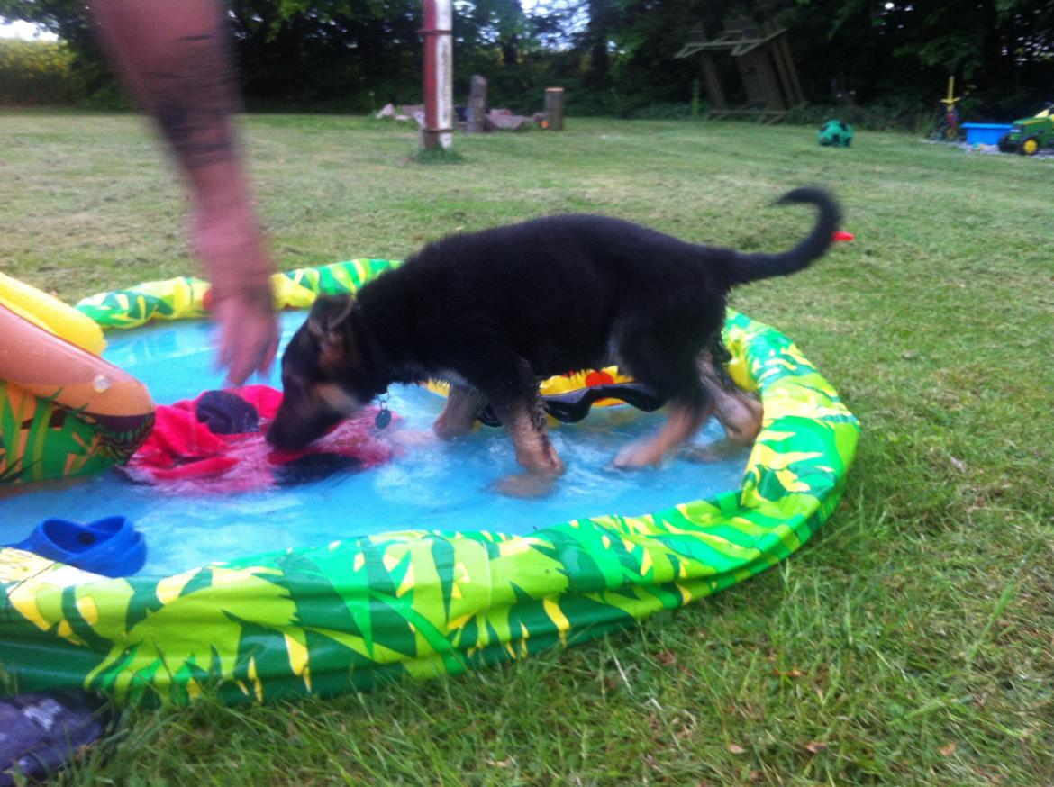 Schæferhund Milo - Elsker vand! :) billede 22