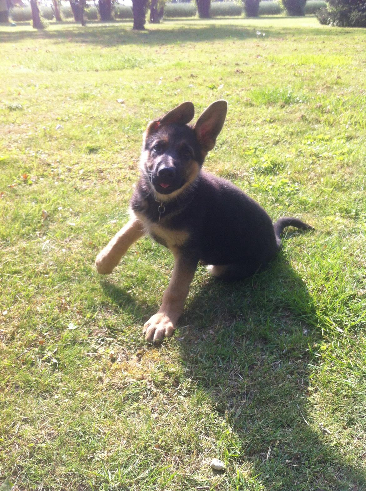 Schæferhund Milo billede 24