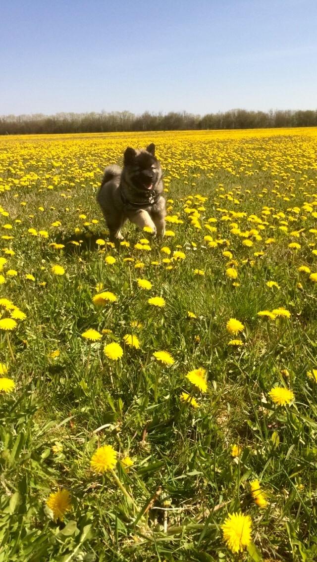 Eurasier Conrad - Conrad 10 uger. Nyder en tur i mælkebøttemark.  billede 5