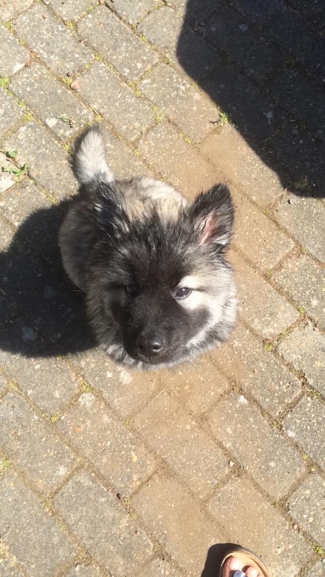 Eurasier Conrad - Conrad 10 uger. Efter sit første bad. :-) billede 6