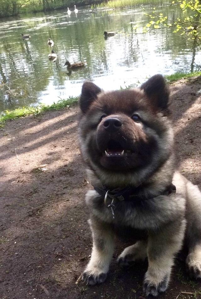 Eurasier Conrad - Conrad 11 uger. Nyder en tur i skoven med ænder og svaner.  billede 8