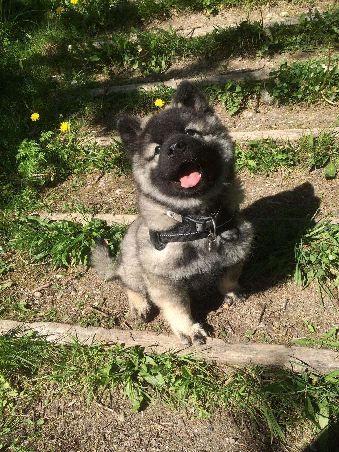 Eurasier Conrad - En smilende Conrad 11 uger.  billede 1