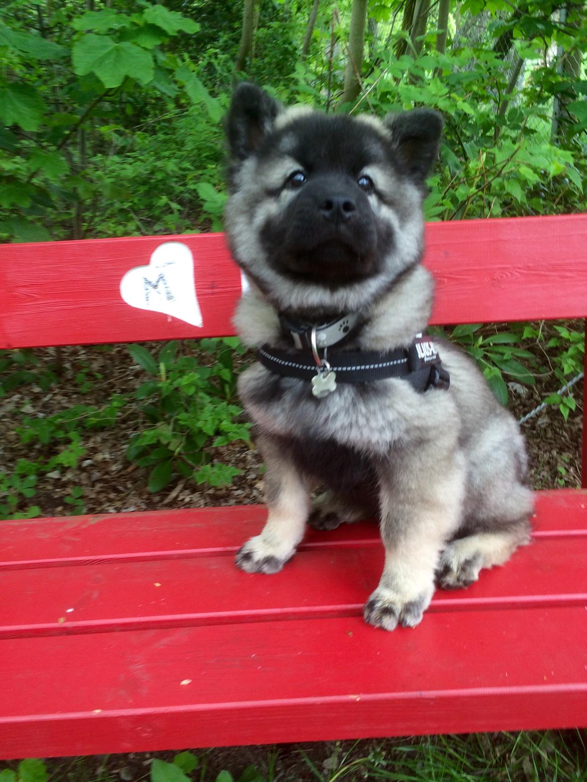 Eurasier Conrad - Conrad 12 uger. På kærlighedsbænken i skoven :-) billede 10