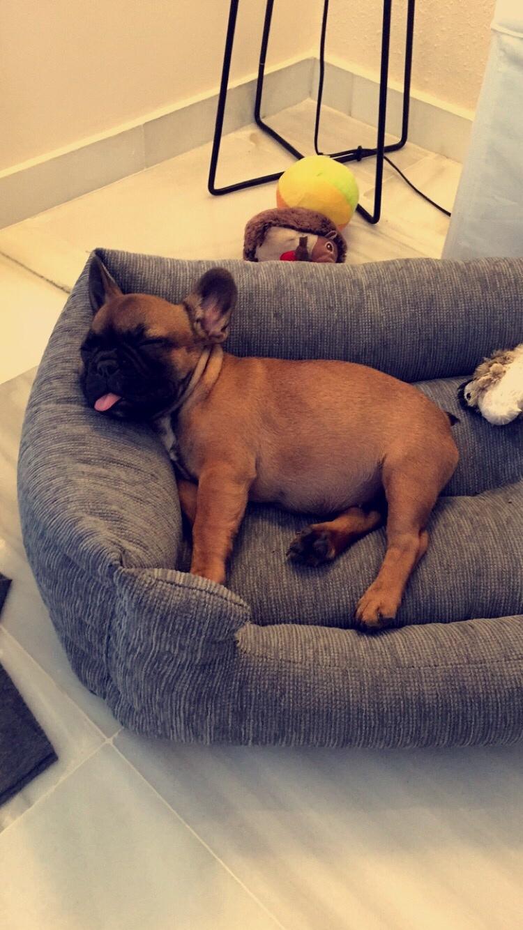 Fransk bulldog Bertha billede 15