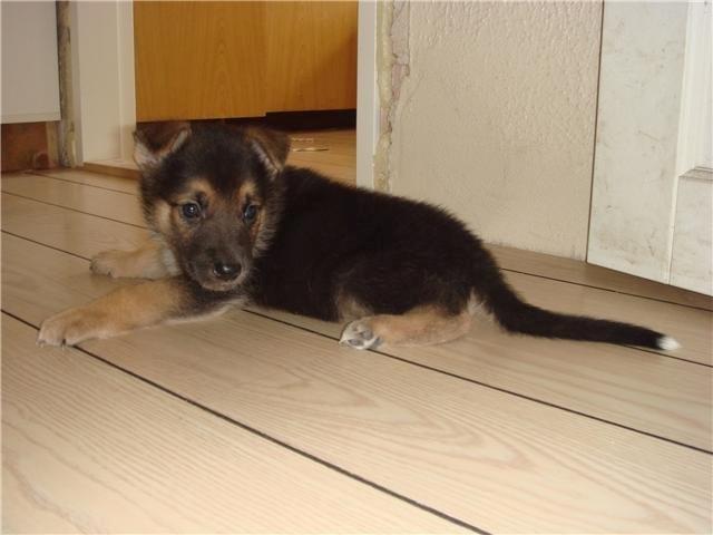 Schæferhund Lemmy - Lemmy 5 uger billede 2
