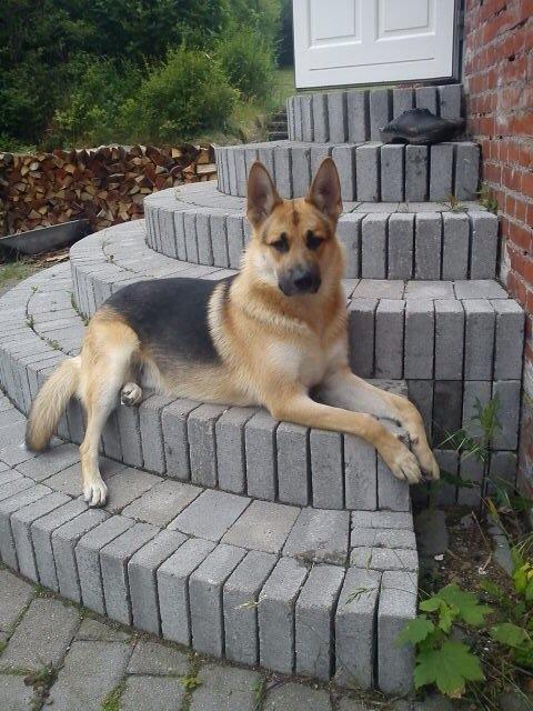 Schæferhund Lemmy billede 3