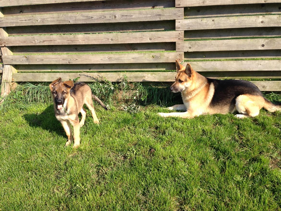 Schæferhund Lemmy - Lemmy og Gabby billede 5